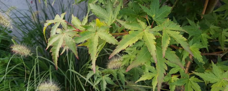 Feuillage Acer Vert